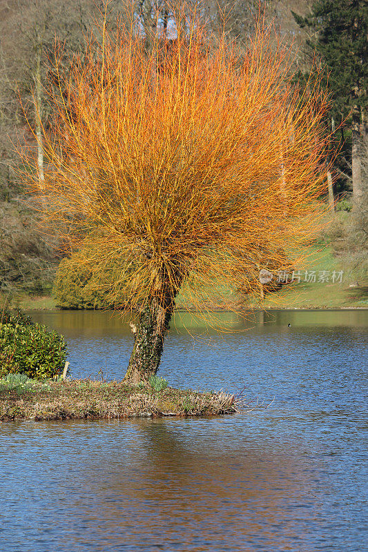 明亮的橙色柳枝图像(Salix alba vitellina 'Britzensis')